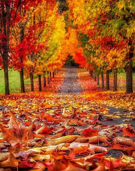 Autumn Collection